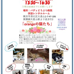 orangeの猫たちの譲渡会in大倉山