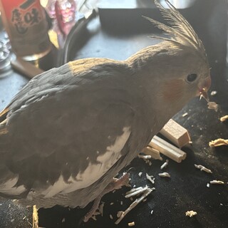 オカメインコ女の子生後8ヶ月です