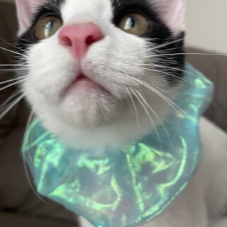 山に捨てられる寸前に保護　おしゃべりデミ君