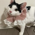 抱っこするとゴロゴロかわいいななちゃん