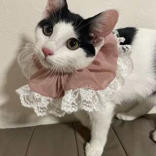 抱っこするとゴロゴロかわいいななちゃん