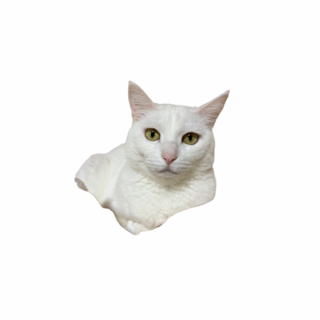 里親募集。人懐っこい女の子