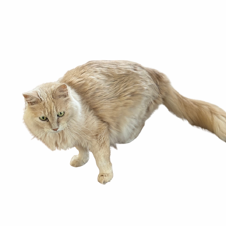 里親募集。大人しい男の子