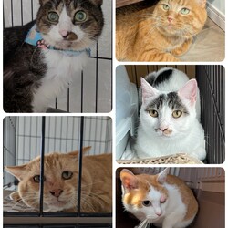 5匹の医療について