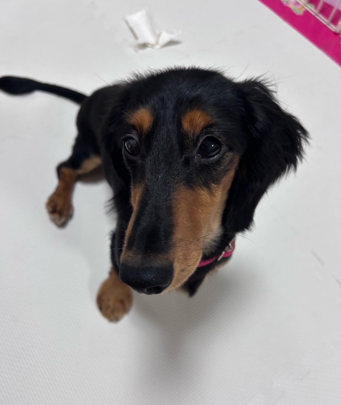 人が大好きな甘えん坊、弥」埼玉県 - 犬の里親募集(523480