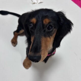 人が大好きな甘えん坊、弥勒(みろく)くん