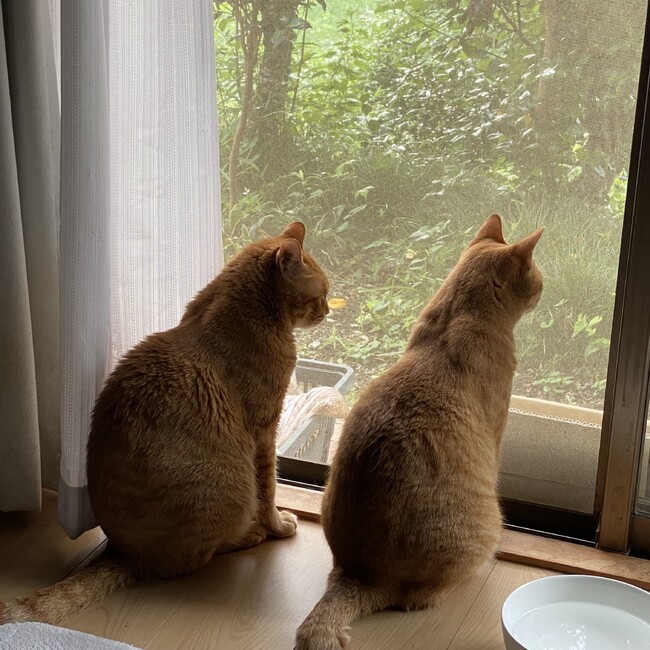 ムギコちゃんのカバー写真