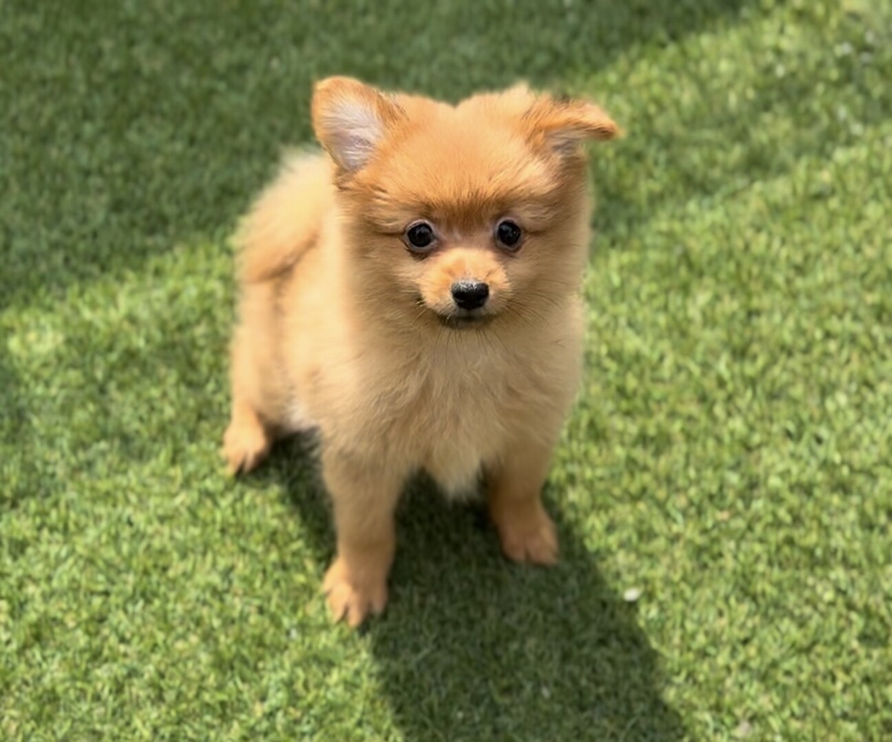 ポメラニアン⚠️プロフ確認必須！ページ ポメラニアン⚠️プロフ確認必須！様専用ページ - メルカリ