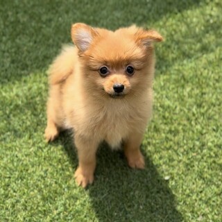 【家族が決まりました】ポメラニアン