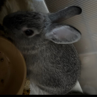 ミニウサギとその赤ちゃん