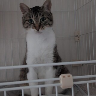 キジ白猫の里親を募集しています