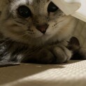 人間大好きレオたん
