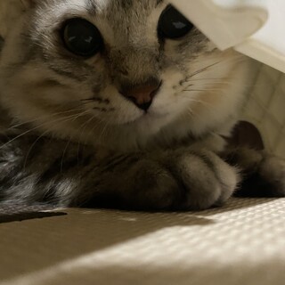 人間大好きレオたん