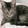 catmam