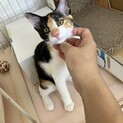（里親様決定）好奇心いっぱい　活発なミケ柄