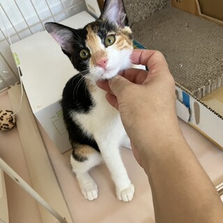 （里親様決定）好奇心いっぱい　活発なミケ柄