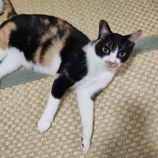 三毛  遊ぶの大好き