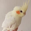 人懐っこく優しい性格のオカメインコの里親さん募集