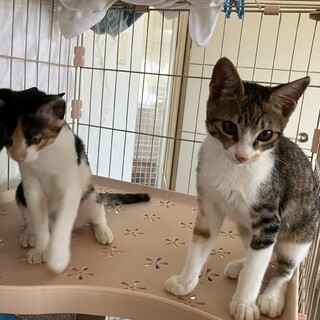 （里親様決定）少し怖がり 人慣れOK 調ちゃん