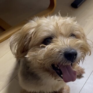 ウェスティノーフォークMIXクー君