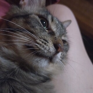 毛足の長いオス猫です