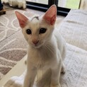 3ヶ月子猫、ティアくんです