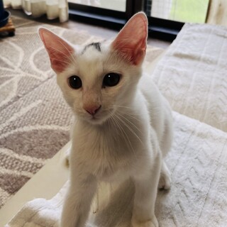 3ヶ月子猫、ティアくんです