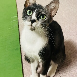 里親さま募集中です