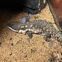 ヒナタヨロイトカゲのオスです