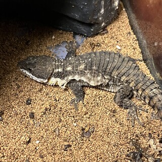 ヒナタヨロイトカゲのオスです