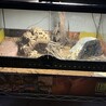 ヒナタヨロイトカゲのオスです サムネイル2