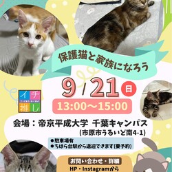 さくらねこDays  保護猫譲渡会