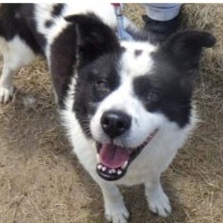 僕をかまって！ボーダーコリーmixくん