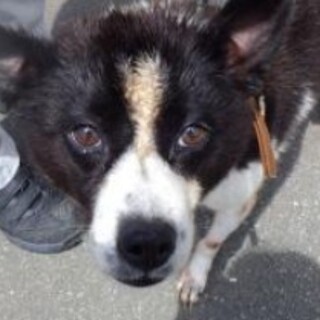 甘えんぼなボーダーコリーmixくん