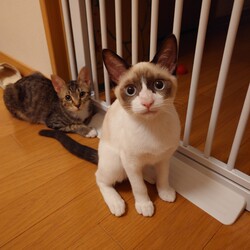 保護犬ねこの譲渡会 サムネイル2