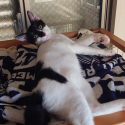 保護犬ねこの譲渡会 サムネイル3