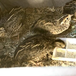 並ウズラ(生後3週間)オスメスペアまたはオスのみ