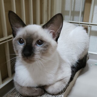 親子で外暮らししていた八朔くん