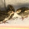 さるかにがっせん