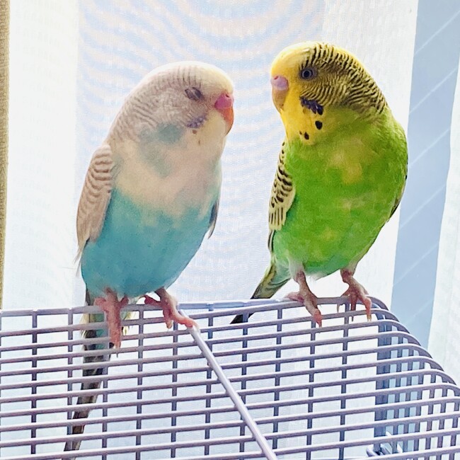 さるかにがっせんのカバー写真