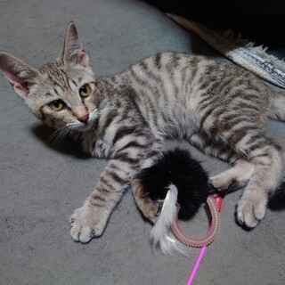 人懐っこいシマシマ猫です