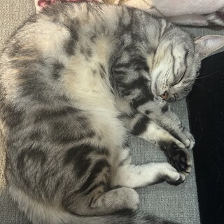 アメリカンショートヘア