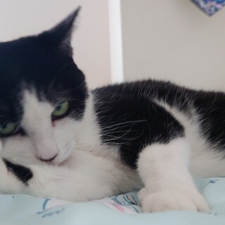 里親様募集中です