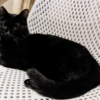 人間が大好きな黒猫　★エイズ陽性★