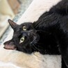 人間が大好きな黒猫　★エイズ陽性★ サムネイル2