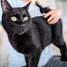 人間が大好きな黒猫　★エイズ陽性★ サムネイル4