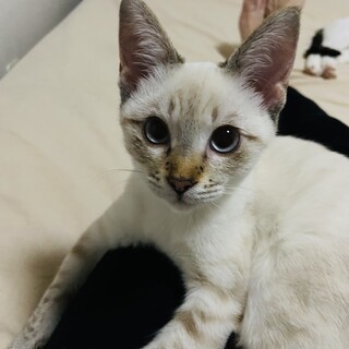 ☆里親募集☆　みるきー(仮) 