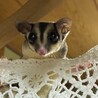 はらみの さん