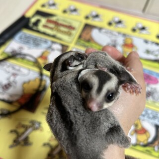 可愛い双子ちゃんです！ 里親決定済です！！