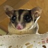 可愛い双子ちゃんです！ 里親決定済です！！ サムネイル2